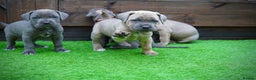 Cane Corso dogs for sale: ICCF Registered Cane Corsos  - Advert 29