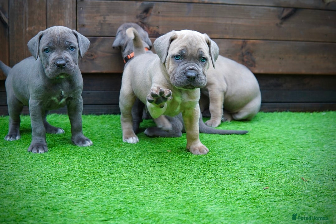 Cane Corso dogs for sale: ICCF Registered Cane Corsos  - Advert 29