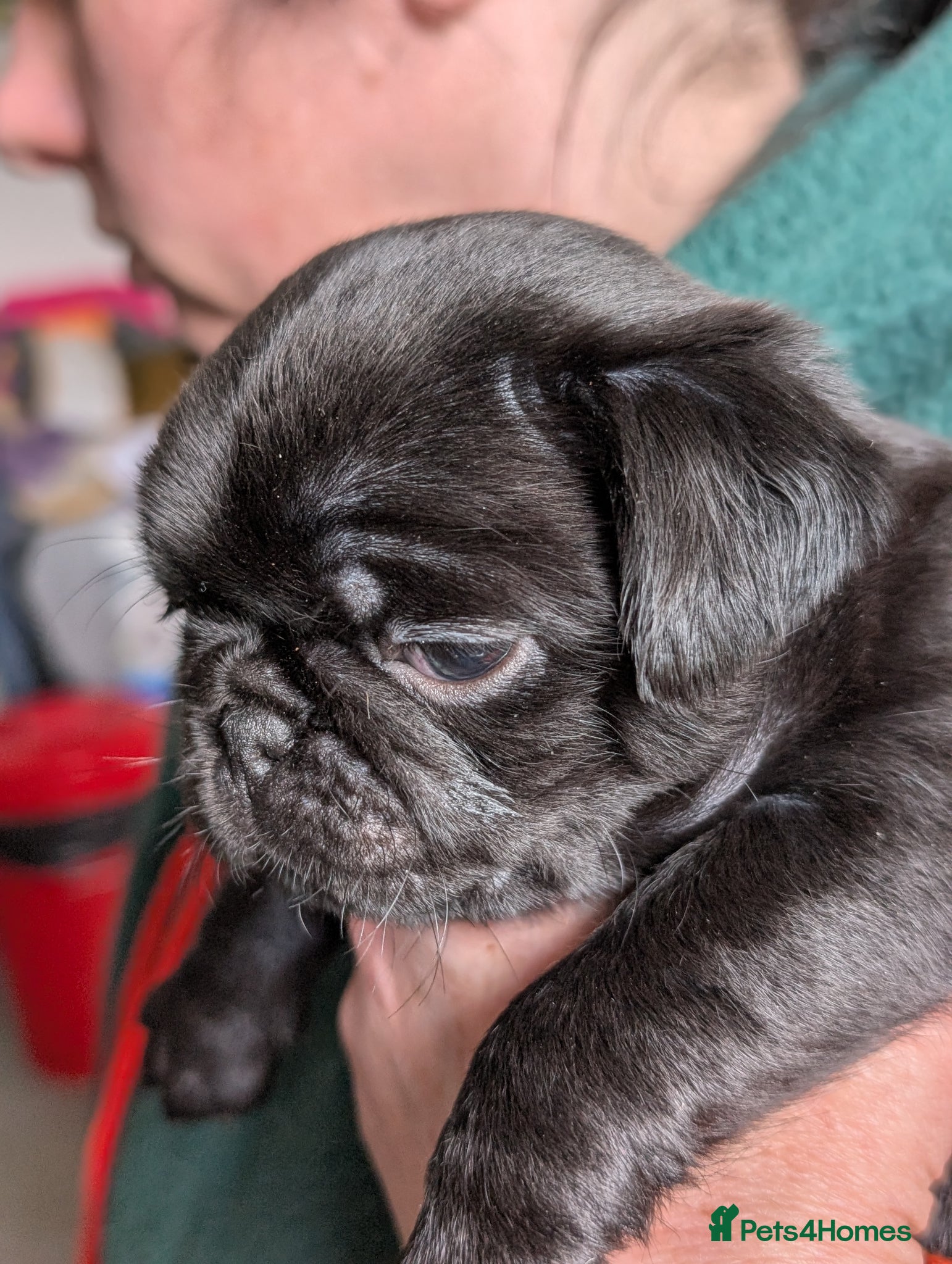 Pug dogs Beautiful pug puppies 2 girls left ready 18/04 - Advert 2