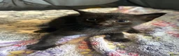 Mixed Breed cats for sale: 2 gorgeous black boys - Advert 5