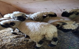 Sheep livestock for sale: Valais Blacknose Ewes, shearlings and ewelambs - Image 4