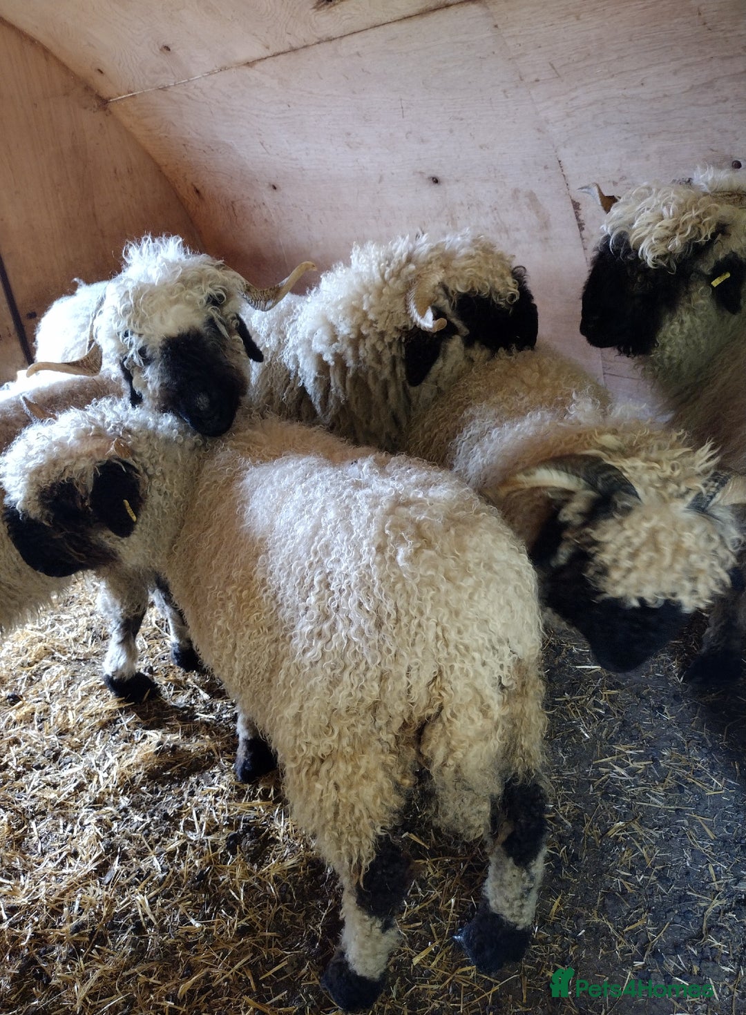 Sheep livestock for sale: Valais Blacknose Ewes, shearlings and ewelambs - Image 4