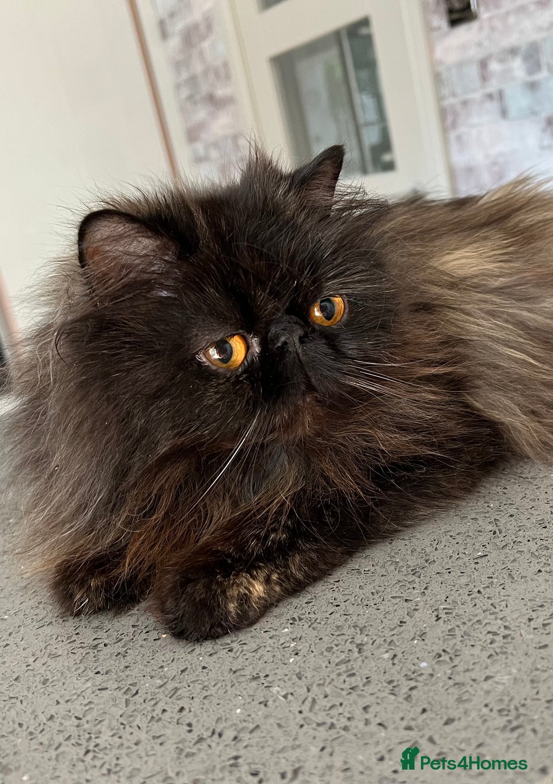 Exotic cats for sale: GCCF Registered Exotic Stud & Persian Female  - Advert 7
