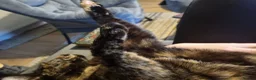 Domestic Shorthair cats for sale: Susan - Seeking Forever Home - Advert 3