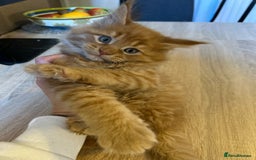 Maine Coon cats for sale: Stunning XL Pure bred Main Coon kittens for sale  - Image 8