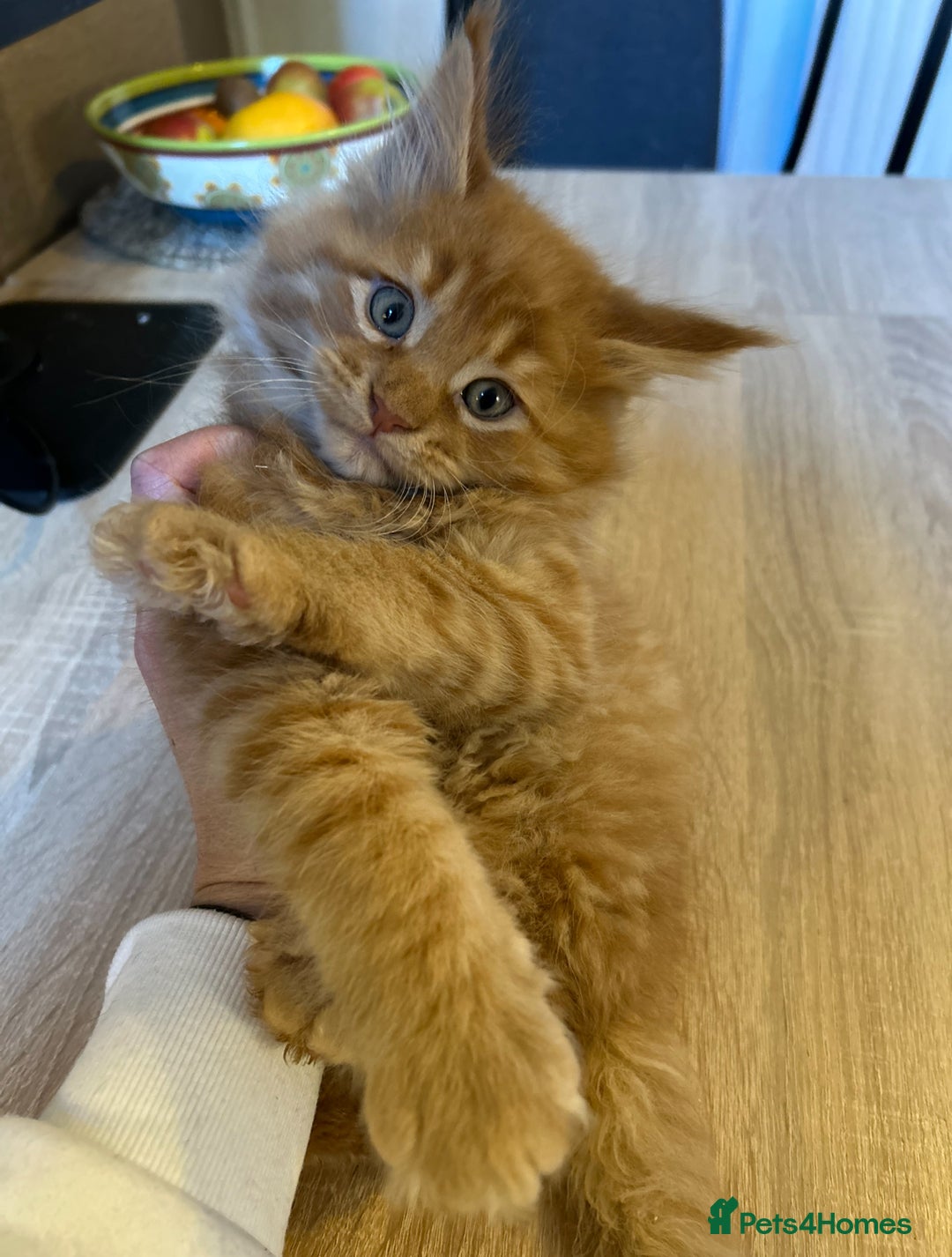 Maine Coon cats for sale: Stunning XL Pure bred Main Coon kittens for sale  - Image 8