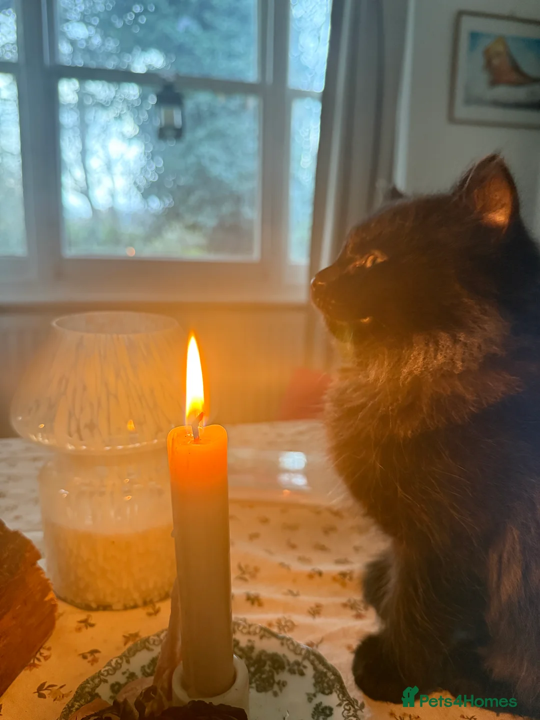 Ragdoll cats for sale: Adorable Ragdoll/ Maine Coon Mix for Forever Homes - Advert 3