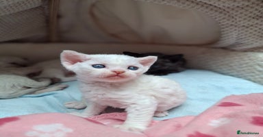 Devon Rex cats - Advert 5