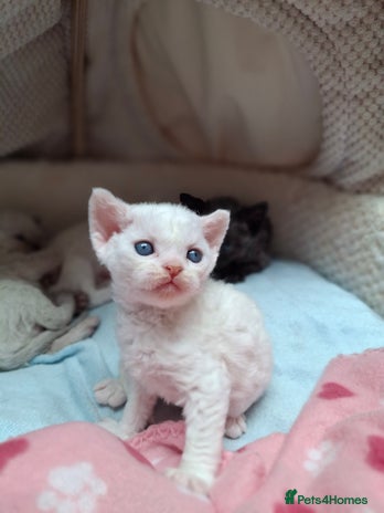 Devon Rex cats - Advert 1