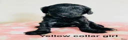 Cockapoo dogs for sale: Stunningly unique health/DNA tested Cockapoos  - Advert 16