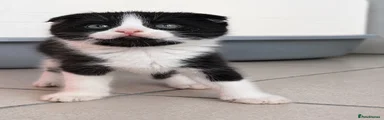 Scottish Fold 8