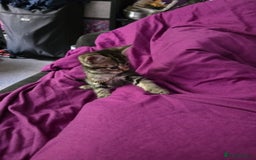 Mixed Breed cats for sale: Kittens ready now - Image 1