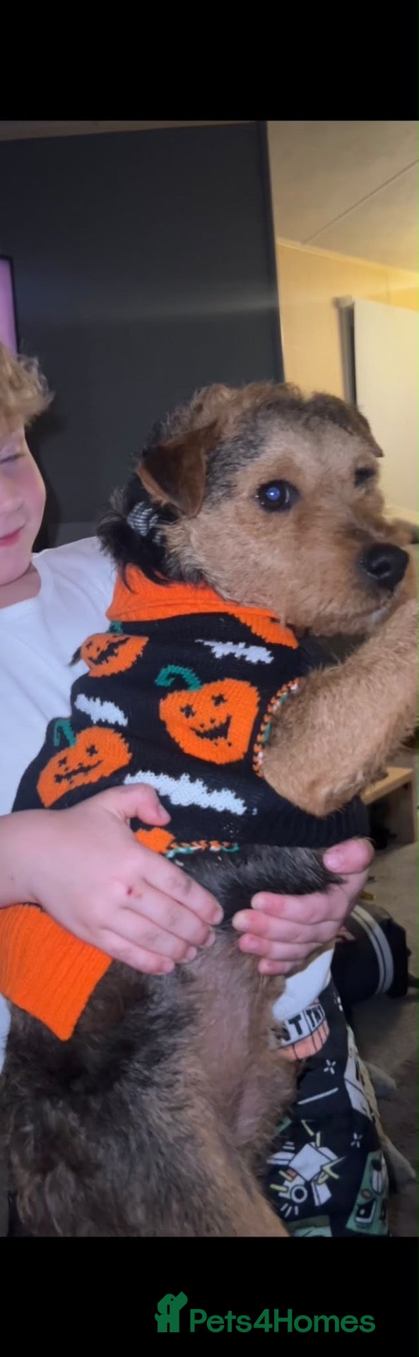 Lakeland Terrier dogs For sale- 18 month old Lakeland terrier  - Advert 2