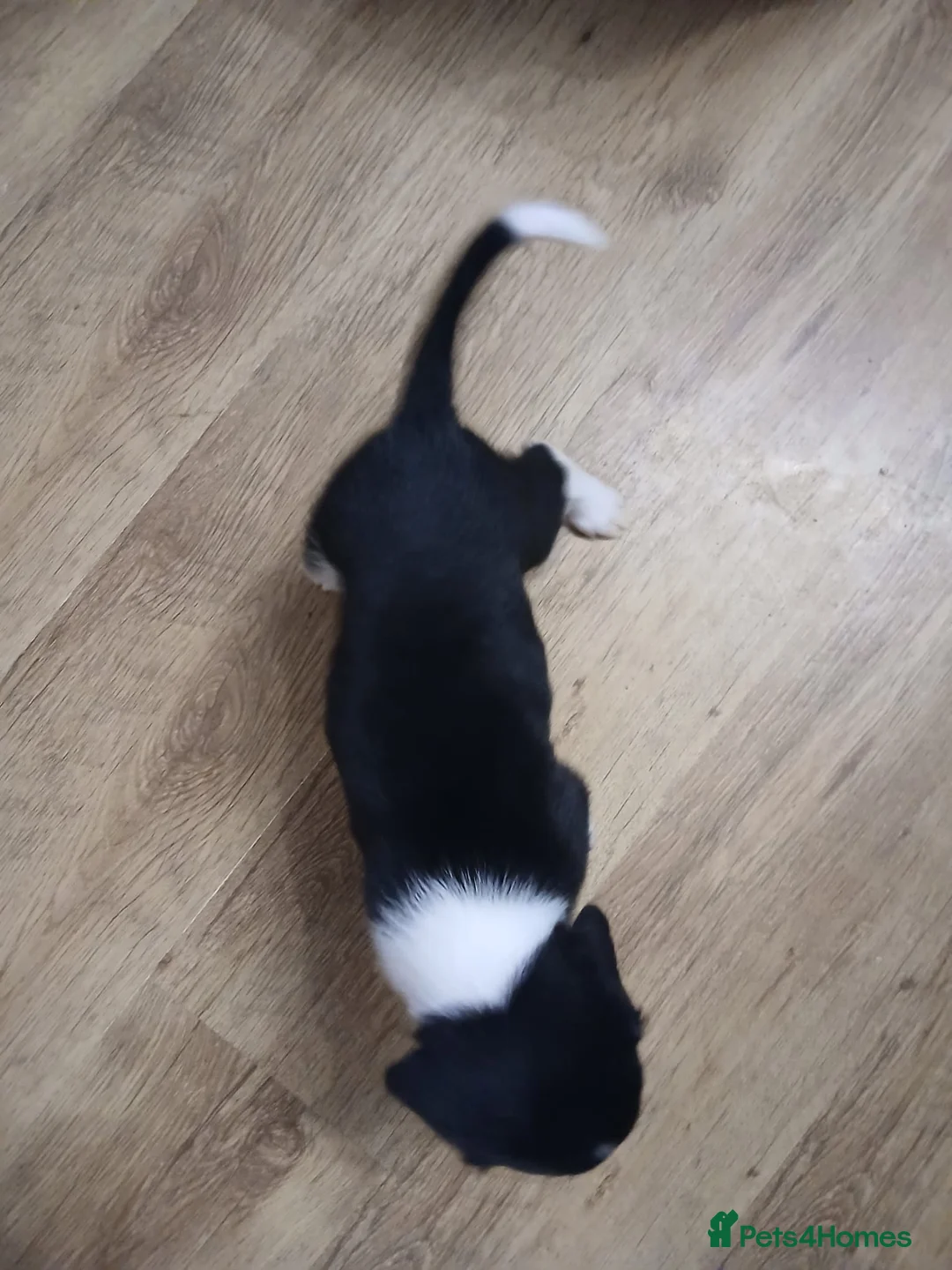 Mixed Breed dogs for sale: Beautiful Collie x Sprocker Puppies - Advert 10