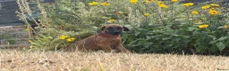 Rhodesian Ridgeback dogs for sale: One beautiful gentle kc little girl - Advert 3