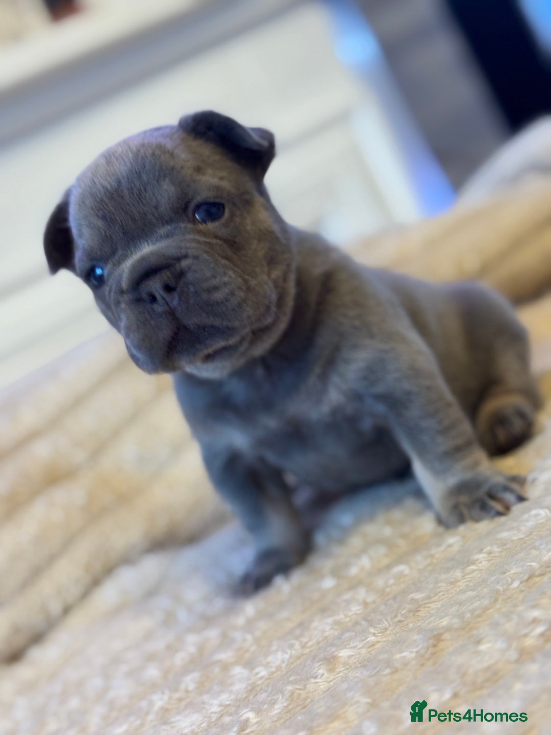 French Bulldog dogs for sale: AMAZING QUALITY FRENCH BULLDOG PUPS  - Advert 7