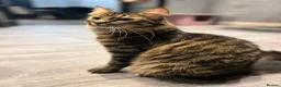British Shorthair cats for sale: Oreo and Coco - Advert 3