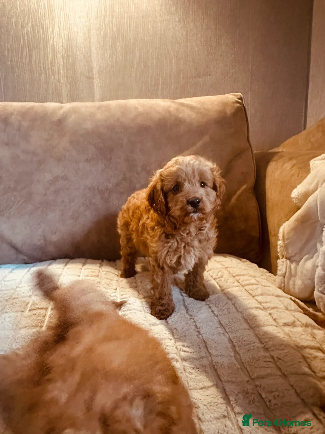 Cockapoo dogs for sale: Stunning cockapoos DNA health tested - Advert 5