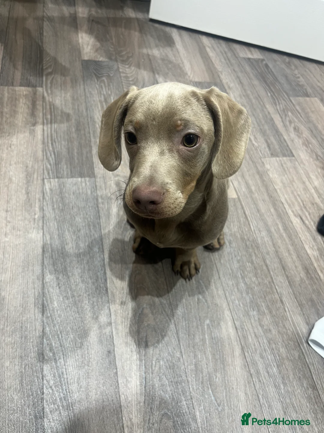 Miniature Dachshund dogs for sale: Miniature Dachshund Male (Blue/Tan) - Advert 2