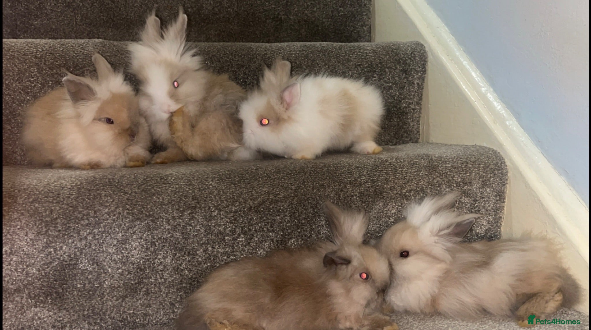 Lionhead rabbits Double maned Lionhead  - Advert 1