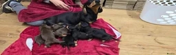 Miniature Dachshund dogs for sale: Beautiful KC Miniature Dachshund Puppies 🐾 - Advert 20