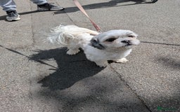 Lhasa Apso dogs for sale: 4 gorgeous Lhasa apso puppies  - Image 7