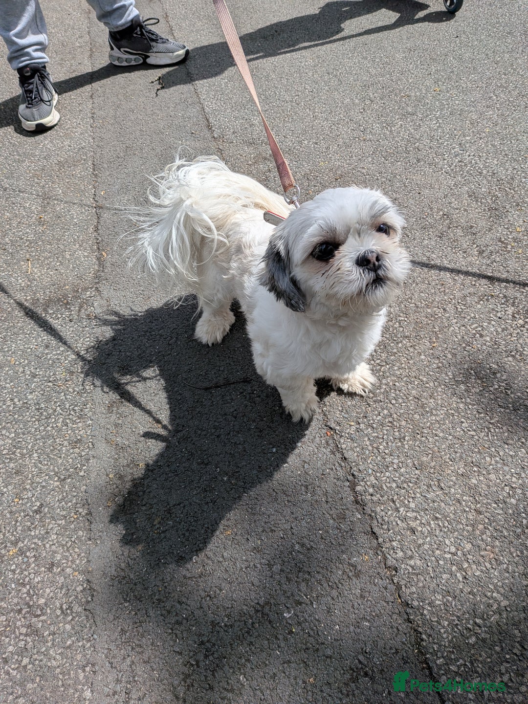 Lhasa Apso dogs for sale: 4 gorgeous Lhasa apso puppies  - Image 7