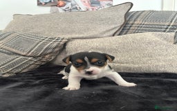 Jack Russell dogs for sale: Jack russel puppy’s  - Image 5