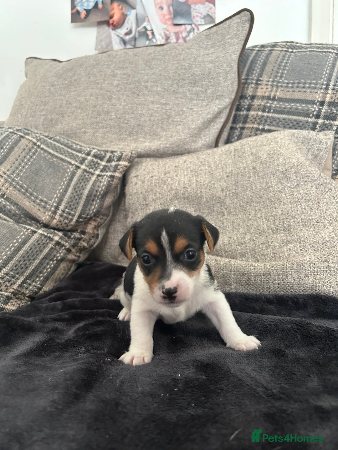 Jack Russell dogs for sale: Jack russel puppy’s  - Image 5