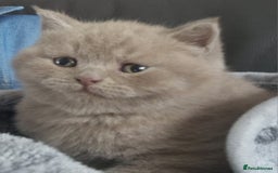 British Shorthair cats for sale: Gorgeous litter British Shorthair kittens  - Image 7