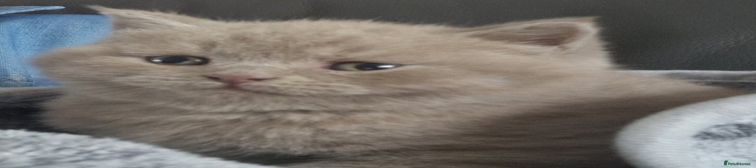 British Shorthair Kitten 1