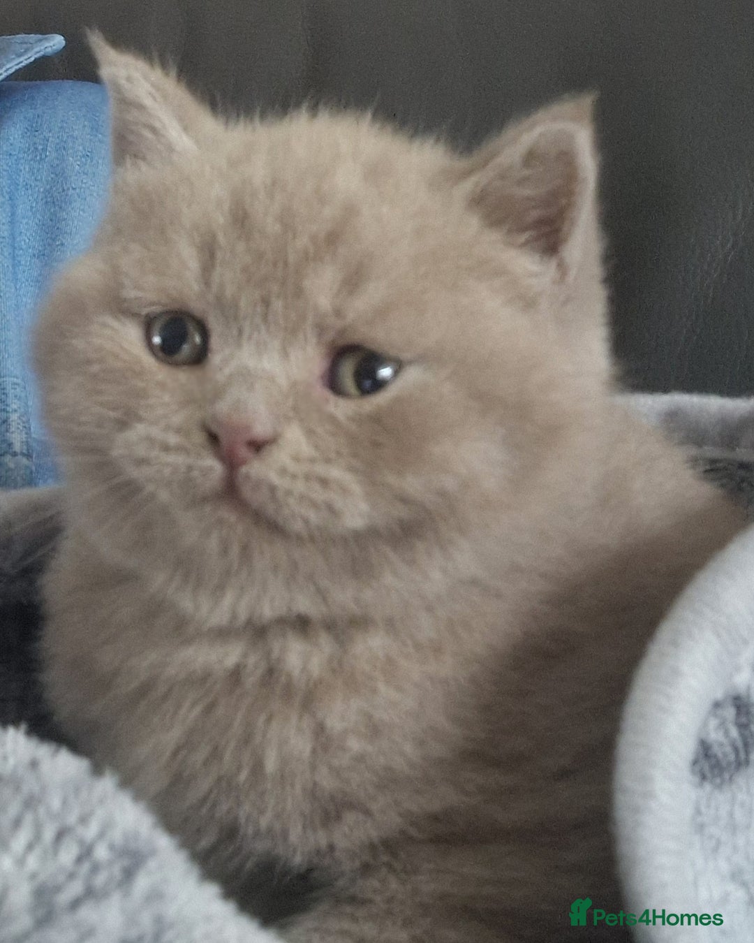British Shorthair cats for sale: Gorgeous litter British Shorthair kittens  - Image 7