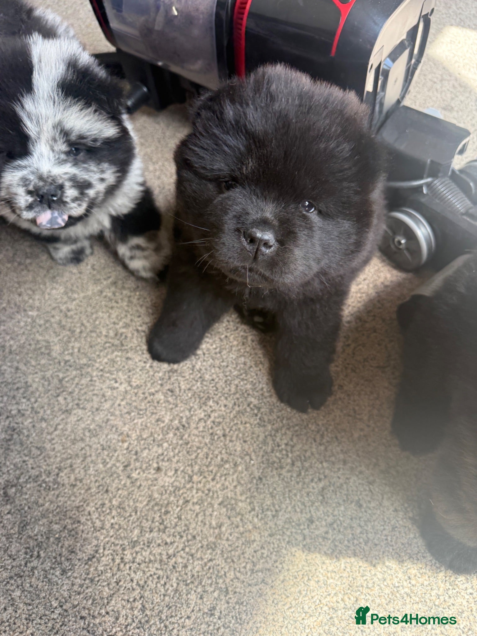 Chow Chow dogs 3 stunning female Merle & black chows for sale - Advert 1