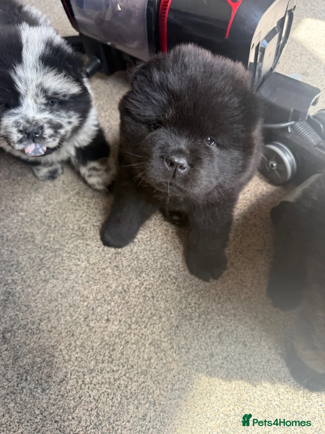 Chow Chow dogs for sale: 3 stunning female Merle & black chows for sale in Grays - Advert 1