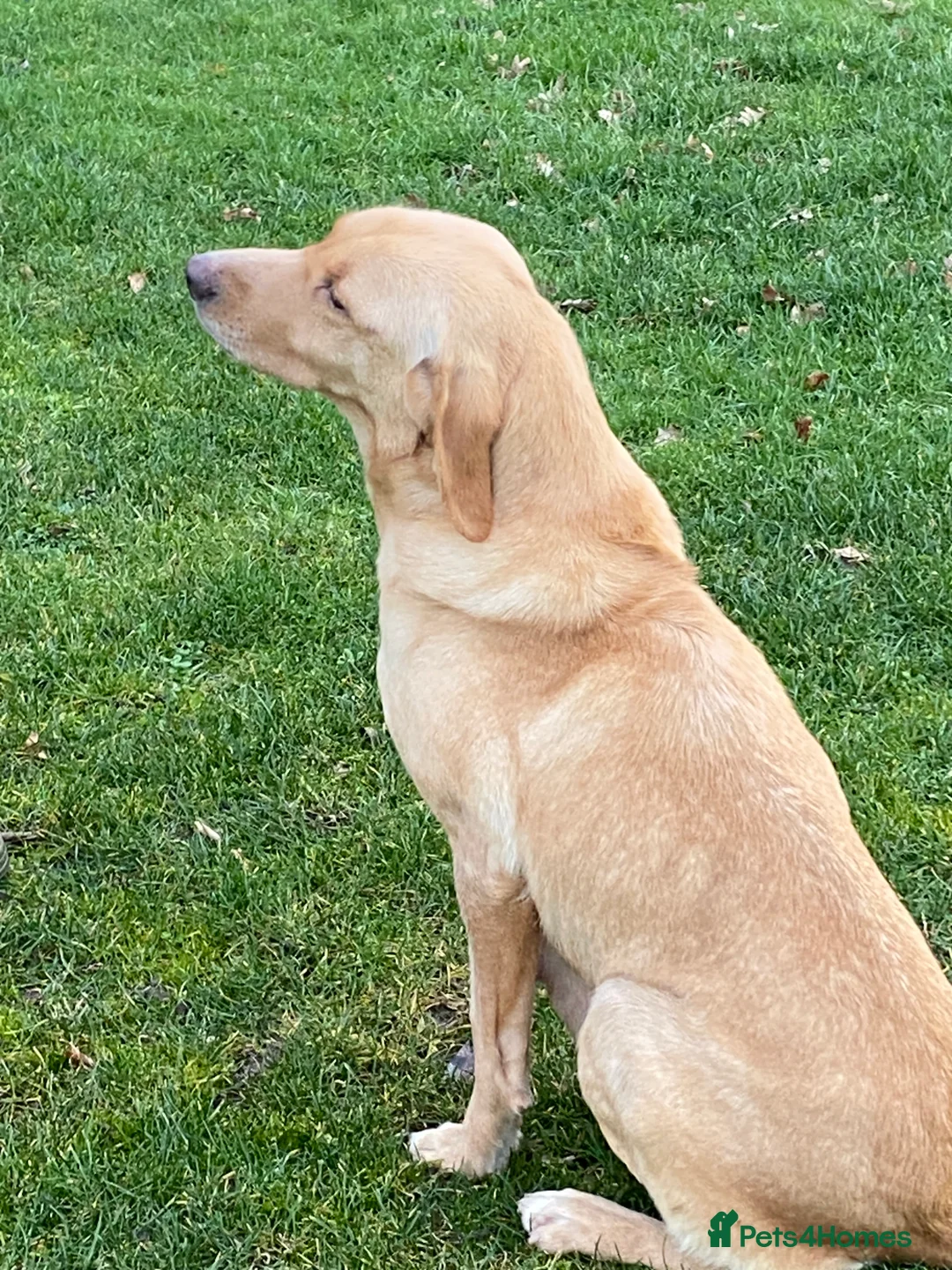 Labrador Retriever dogs for sale: Yellow/Fox Red Labrador puppies - Advert 13