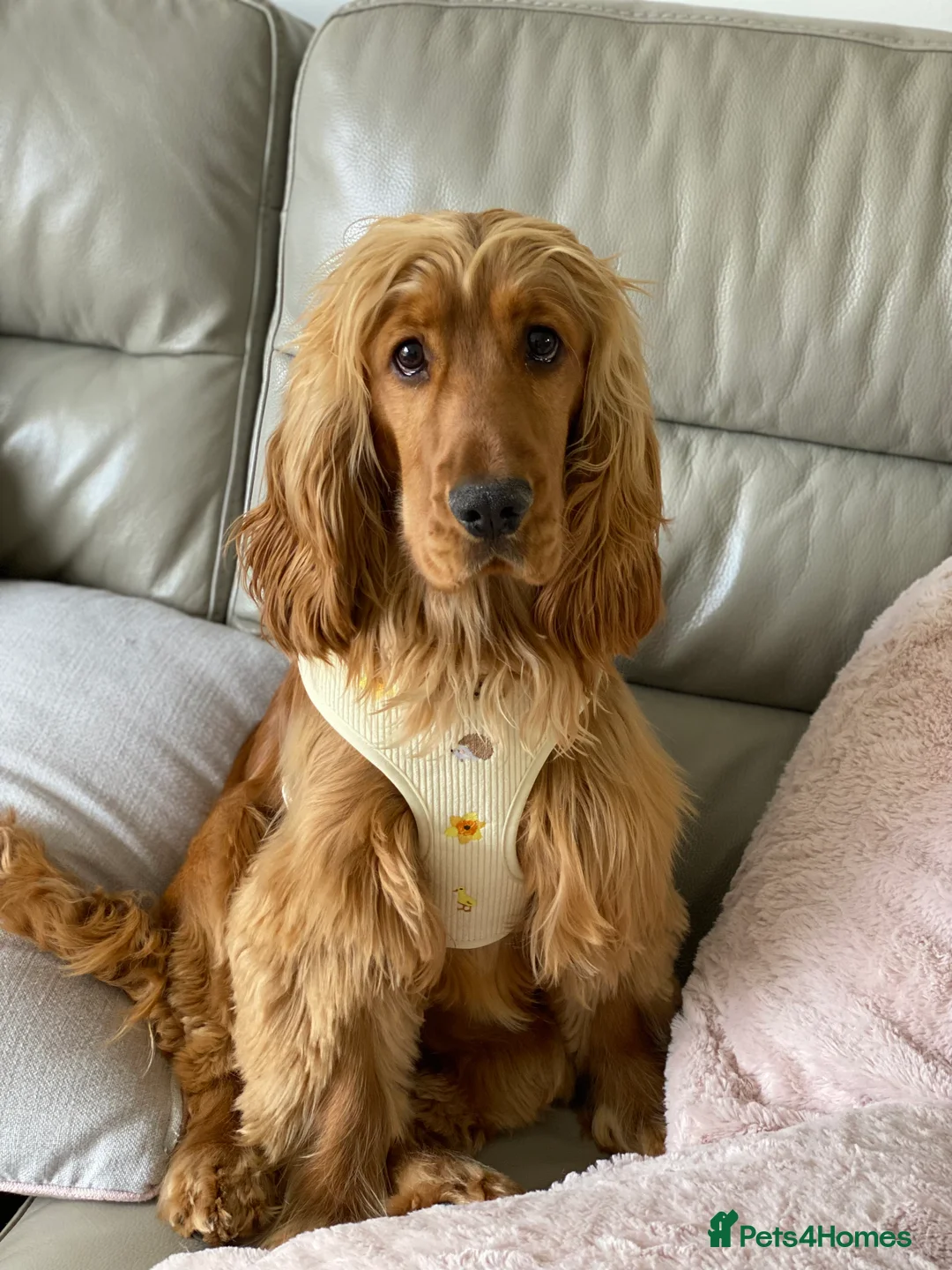 Cocker Spaniel dogs for sale: Elvis - Advert 2