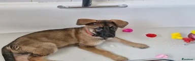 Skylar German Shepherd 3month and 19 days girl 
