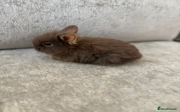Netherland Dwarf rabbits for sale: Netherlands dwarf/lion head dwarf babies - Image 5