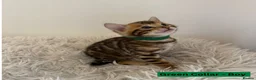 Bengal cats for sale: Luxury 5-Generation-Pegree Bengal Kittens in Blackburn - Advert 4