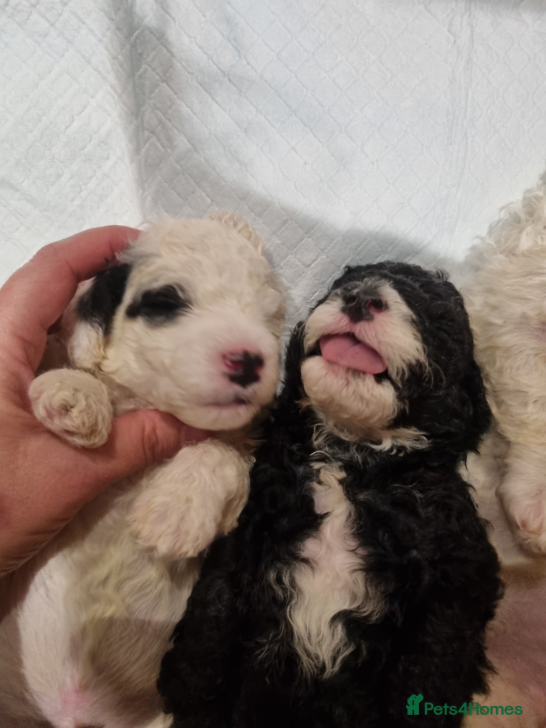 Toy Poodle dogs for sale: Toy poodle puppy - Advert 5