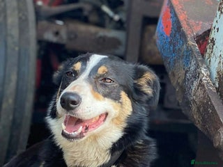 Border Collie dogs Border collie puppies seeking working/active homes - Advert 1