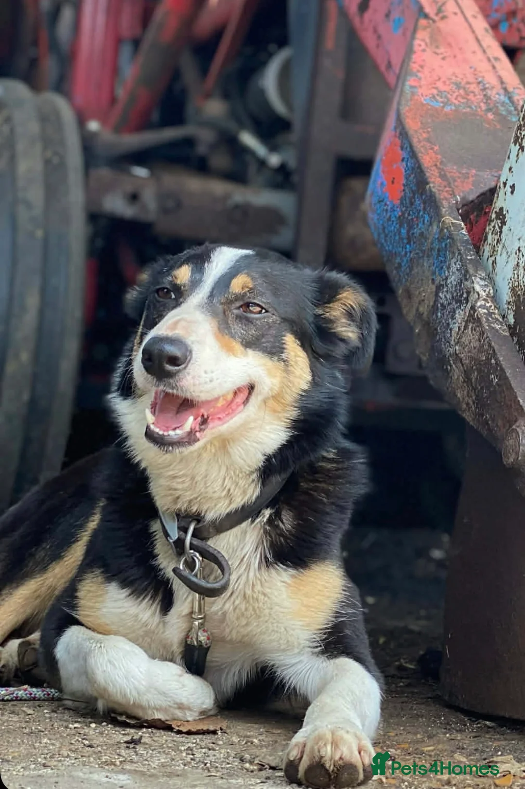 Border Collie dogs for sale: Border collie puppies seeking working/active homes - Advert 5