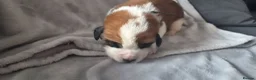 Saint Bernard dogs for sale: Baby bears - Advert 6