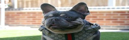 French Bulldog dogs for stud: STUD Lilac and Tan ATAT SHAGGY! in Derby - Advert 7