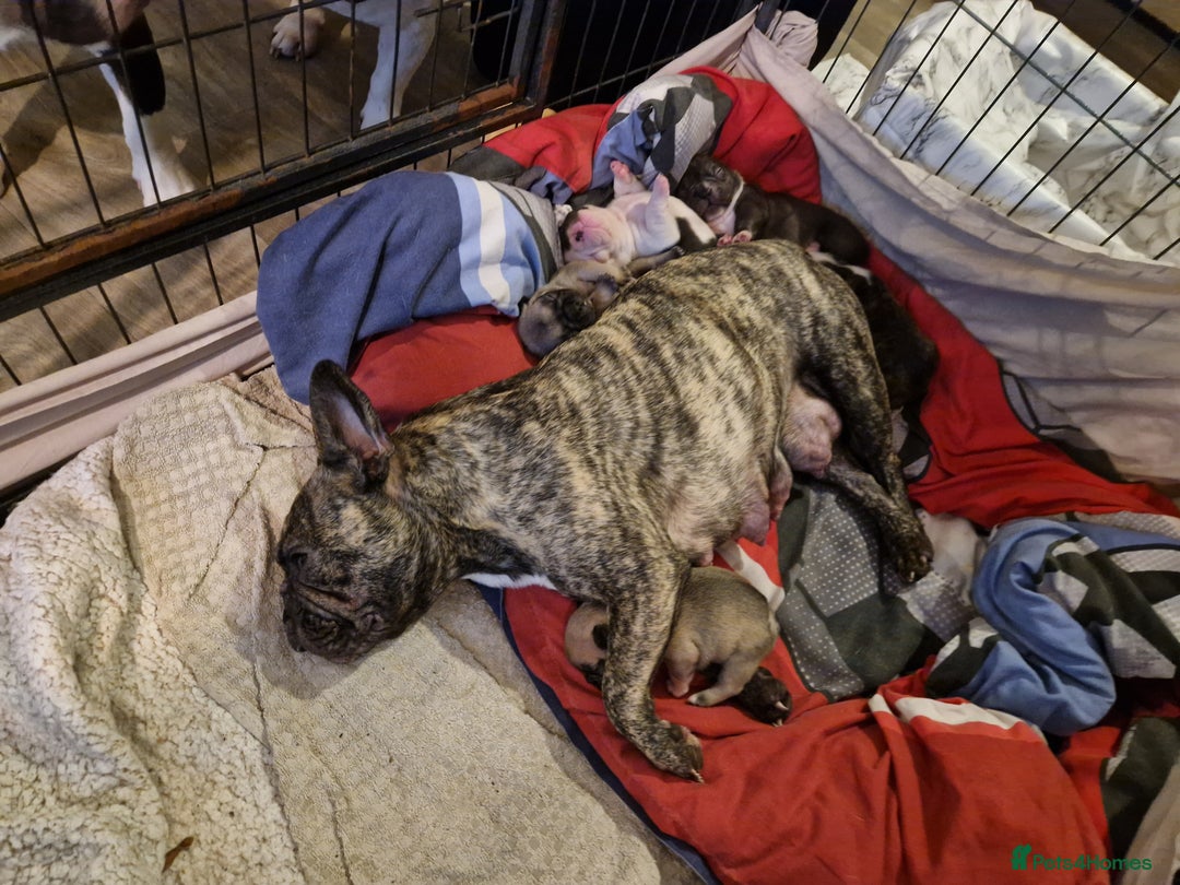 French Bulldog dogs for sale: Kc registered frenchbulldog puppies  - Advert 5