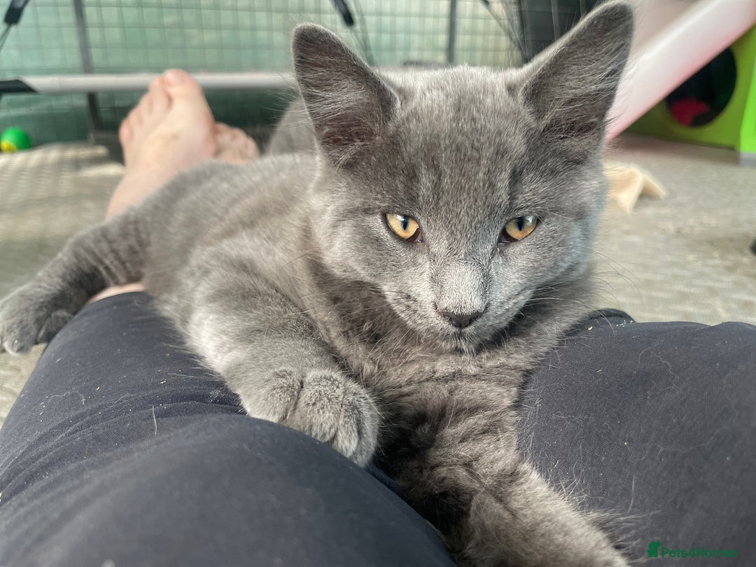 Domestic Shorthair cats for sale: Last 2 kittens available.  - Image 8