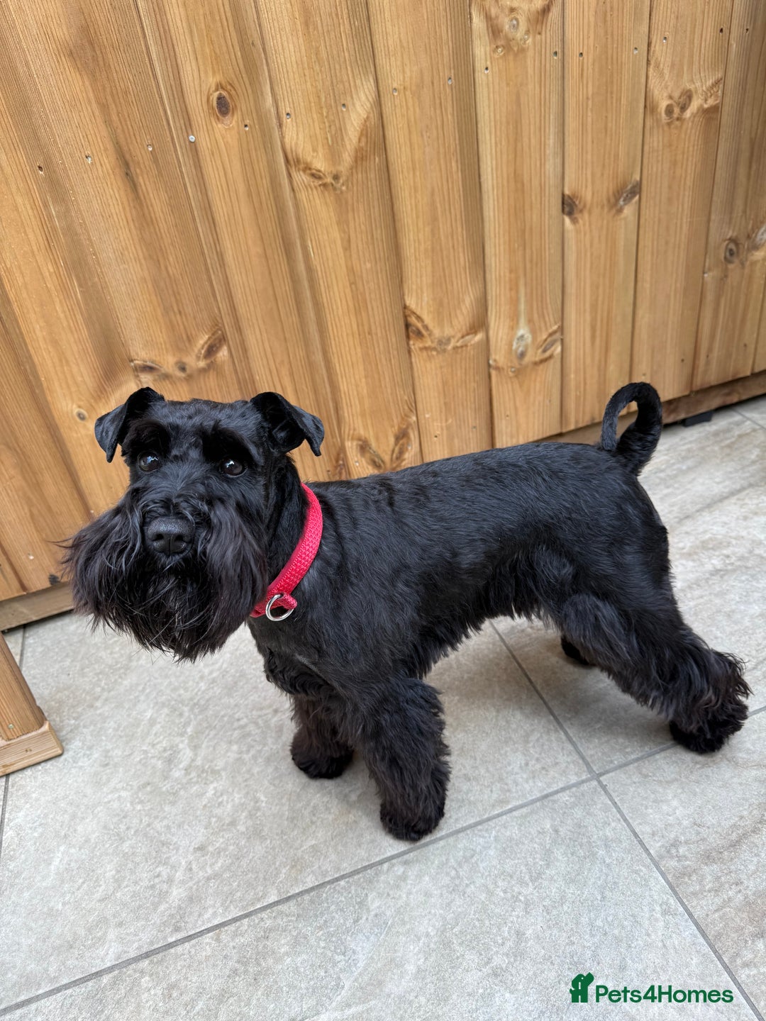 Mixed Breed dogs for sale: F1 Schnoodle Puppies all girl Litter ready March  - Advert 3