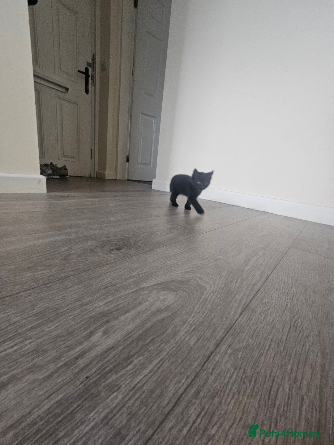 Mixed Breed cats for sale: Kittens  - Image 2