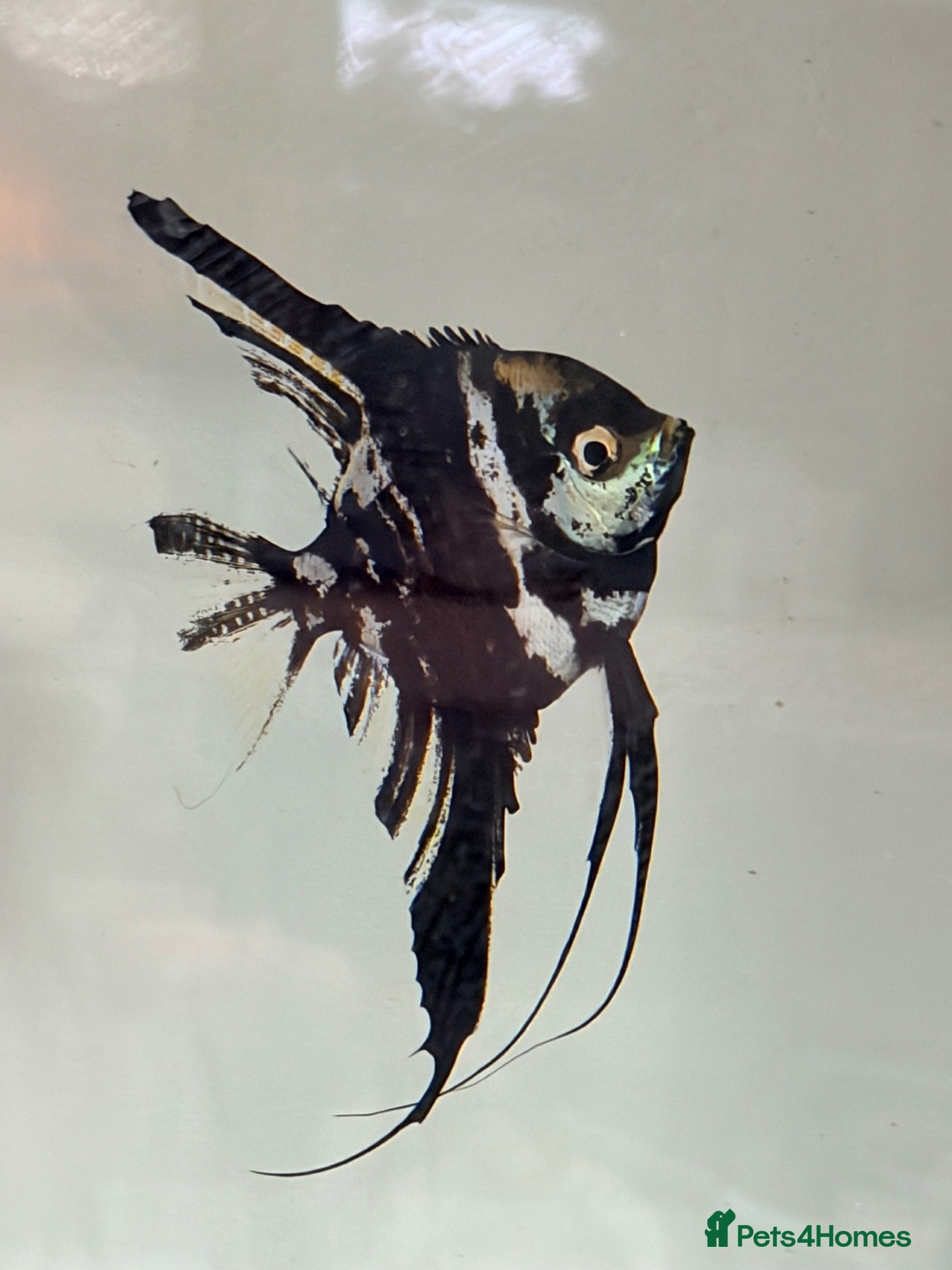 Angelfish fish Marble Angelfish - Advert 2