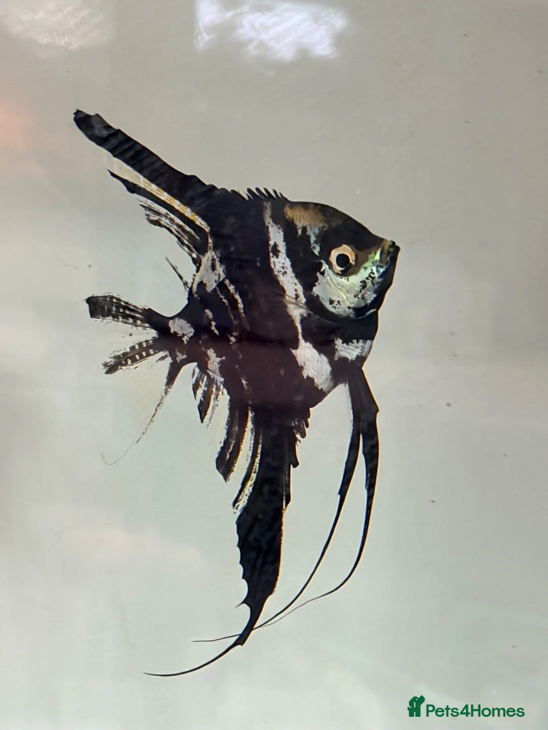 Angelfish fish for sale: Marble Angelfish - Advert 1